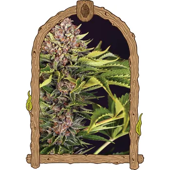 Semeno Exotic Seed - ZZZ Auto 3 ks