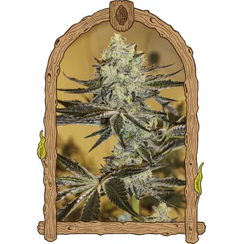 Semeno Exotic Seed - Malasaña Gelato 3 ks