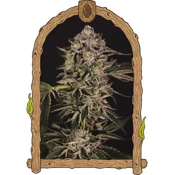 Semeno Exotic Seed - Quick Sherbet 1 ks