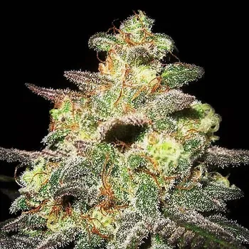 Semeno Expert Seeds - Caramella Auto 1 ks