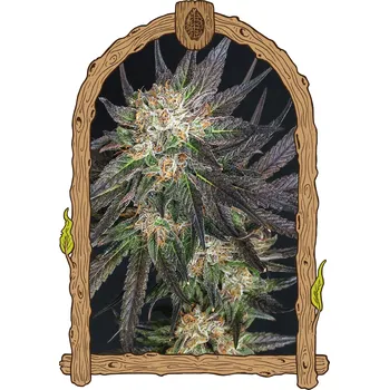 Semeno Exotic Seed - Georgia Cream 3 ks