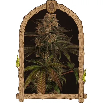 Semeno Exotic Seed - Exotic Colours 3 ks