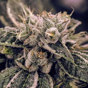 Semeno Expert Seeds - Northern Lights 1 ks