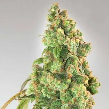 Semeno Expert Seeds - Nurse Lilly CBD 3 ks