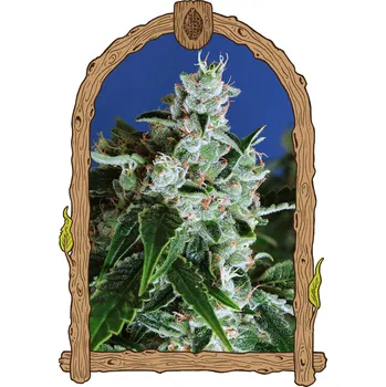 Semeno Exotic Seed - Sir Jack Auto 3 ks