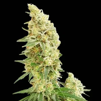 Semeno Expert Seeds - Gorilla Banana 1 ks