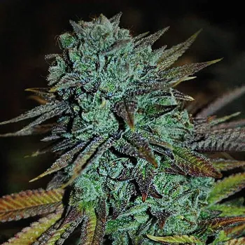 Semeno Expert Seeds - Expert Gorilla 1 ks