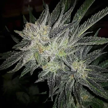 Semeno Expert Seeds - Gorilla x White Widow 5 ks