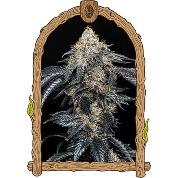 Semeno Exotic Seed - Quicklato Sherbet 10 ks