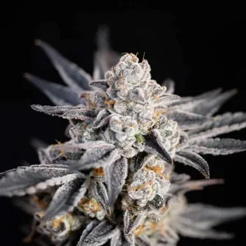 Semeno Expert Seeds - Expert Gorilla Auto 3 ks