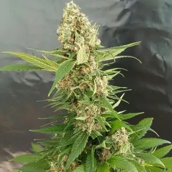 Semeno Expert Seeds - Gorilla Ice Cream 1 ks