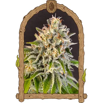 Semeno Exotic Seed - Exotic Biscotti 3 ks