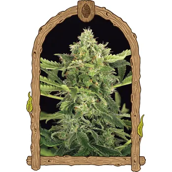 Semeno Exotic Seed - Mango Cream Auto 3 ks