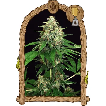 Semeno Exotic Seed - Mango Cream 5 ks