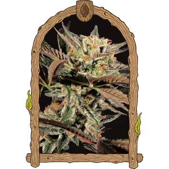 Semeno Exotic Seed - Amnesia #7 3 ks