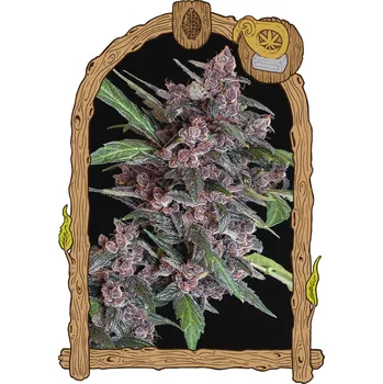 Semeno Exotic Seed - Black Lemon Auto 3 ks