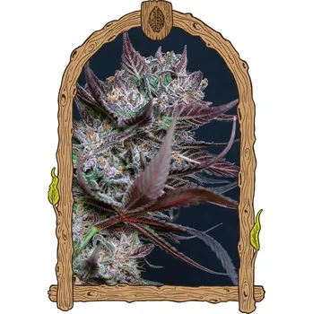 Semeno Exotic Seed - Black Lemon 3 ks