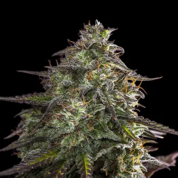 Semeno Expert Seeds - Blue Cheese Auto 3 ks
