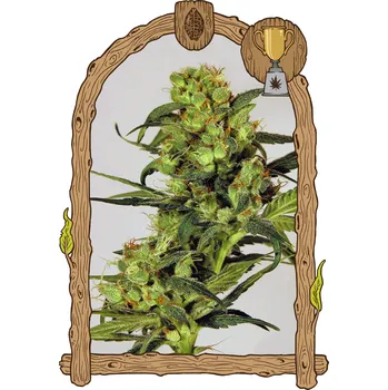 Semeno Exotic Seed - Spicy Bitch 3 ks