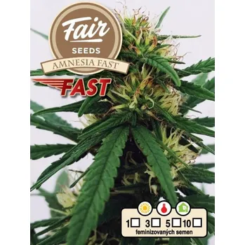 Semeno Fair Seeds - Amnesia Fast 5 ks