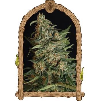 Semeno Exotic Seed - Green Gummy 5 ks