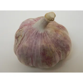 Semeno Český sadbový česnek Skalka počet v balení: 5-8 palic