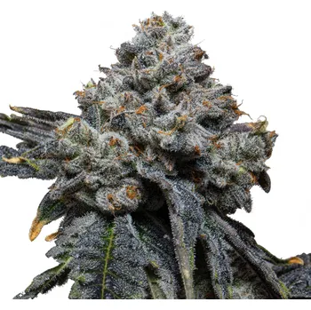 Semeno Expert Seeds - Gorilla Cheese 5 ks