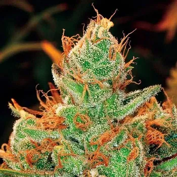 Semeno Expert Seeds - Gorilla Lilly 3 ks