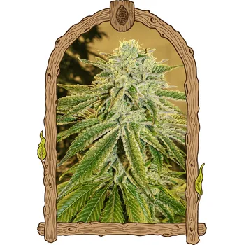 Semeno Exotic Seed - White Banana Auto 3 ks