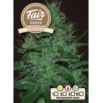 Semeno Fair Seeds - Auto Amnesia 10 ks