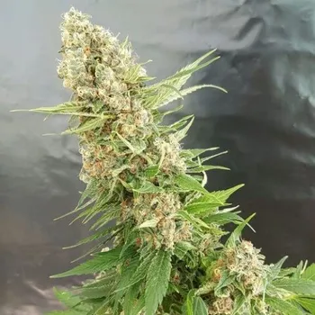Semeno Expert Seeds - Critical Gorilla 5 ks