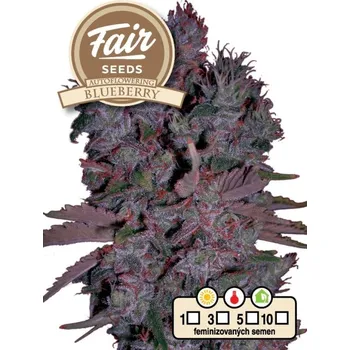 Semeno Fair Seeds - Auto Blueberry 5 ks