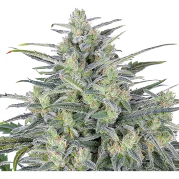 Semeno Expert Seeds - Critical Lights 1 ks