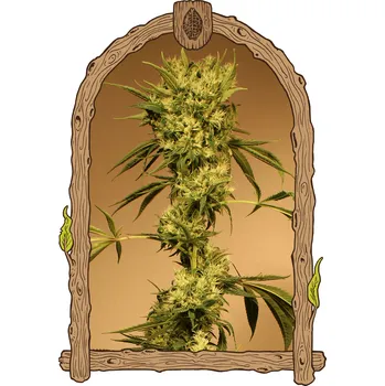 Semeno Exotic Seed - White Jewel regular 3 ks