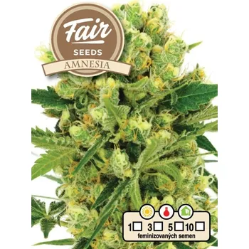 Semeno Fair Seeds - Amnesia 5 ks