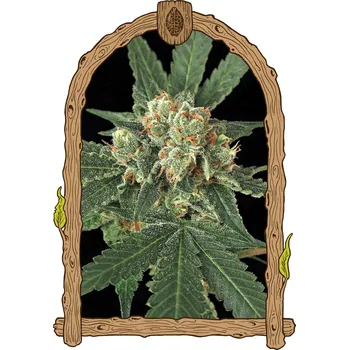 Semeno Exotic Seed - Blue Monkey 5 ks