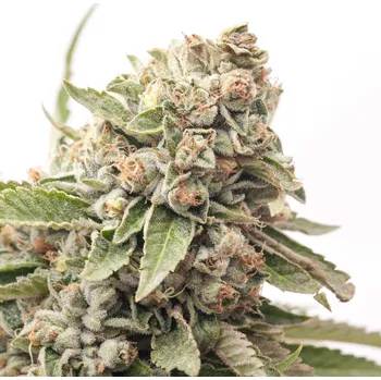 Semeno Expert Seeds - Cheese Auto 3 ks