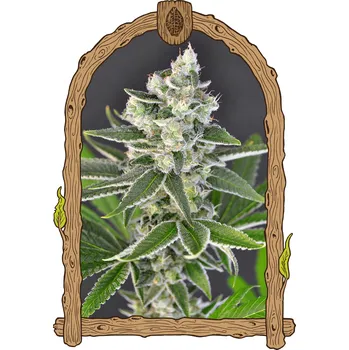 Semeno Exotic Seed - Pink Hokkaido 10 ks