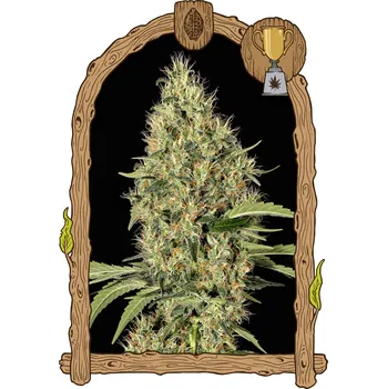 Semeno Exotic Seed - Gypsy Widow 5 ks