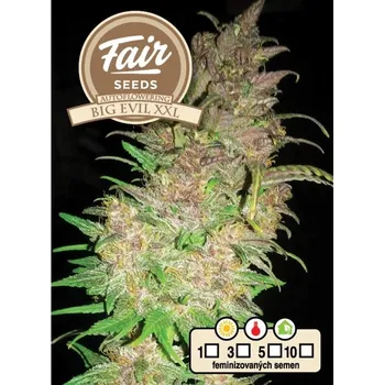 Semeno Fair Seeds - Auto Big Evil XXL 3 ks