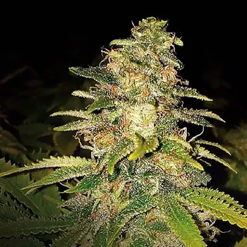 Semeno Expert Seeds - Critical Blue Auto 1 ks