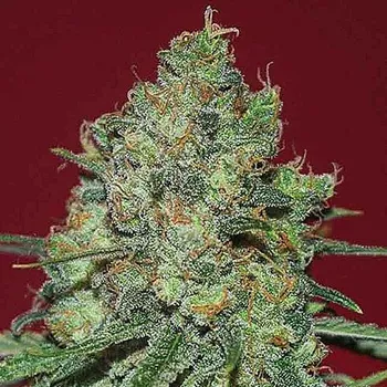 Semeno Expert Seeds - Clinical White CBD 3 ks