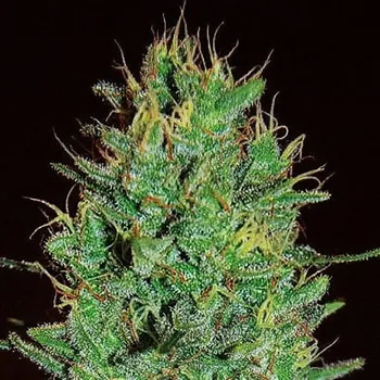 Semeno Expert Seeds - Amnesia Haze 1 ks