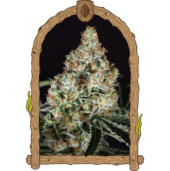 Semeno Exotic Seed - Zkittalicious 5 ks