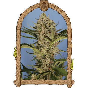 Semeno Exotic Seed - Herz OG Auto 1 ks