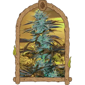 Semeno Exotic Seed - Purple Monkey Auto 5 ks