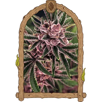 Semeno Exotic Seed - Tropical Fuel 3 ks