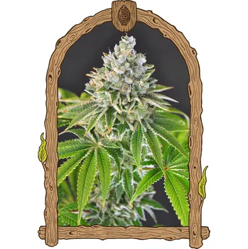 Semeno Exotic Seed - Artic Flurry 10 ks