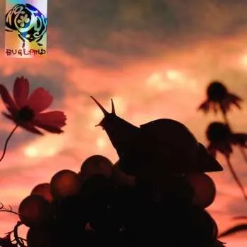 Zahraniční hudba LP No Joy: Bugland 2025 Coloured Chrysalis Blue Vinyl