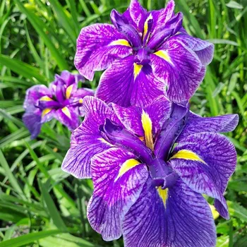 Sazenice Iris x ensata Dinner Plate Sundae